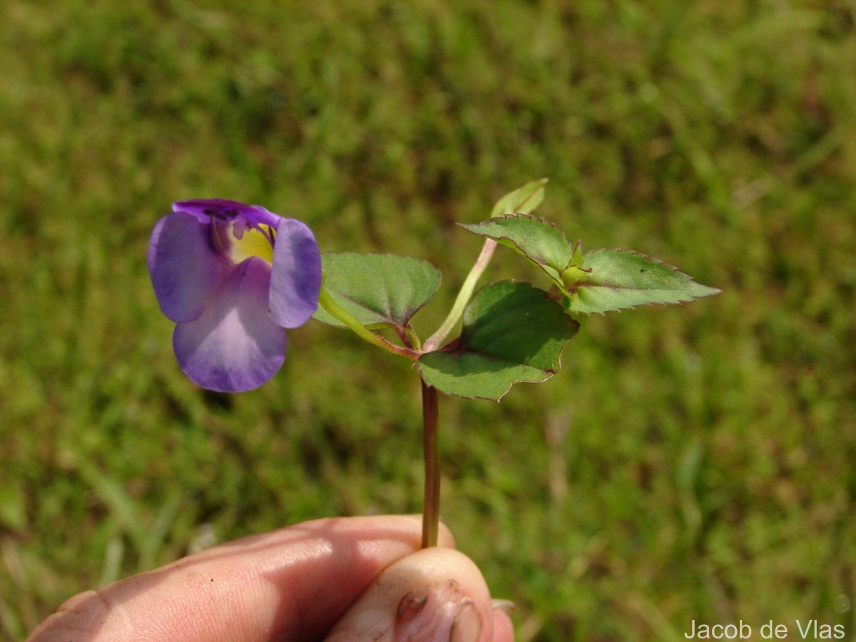 Torenia travancorica Gamble